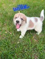 Willie , a male Anatolian Shepherd Dog and Great Pyrenees for sale in Lufkin, TX – Photo 1 of 7