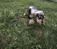 Cadbury, a male Miniature Schnauzer for sale in Lufkin, TX – Photo 3 of 6
