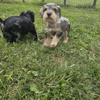 Cadbury, a male Miniature Schnauzer for sale in Lufkin, TX – Photo 2 of 6