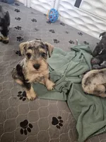 Cadbury, a male Miniature Schnauzer for sale in Lufkin, TX – Photo 5 of 6