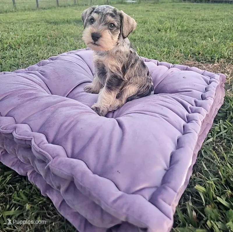Cadbury – Miniature Schnauzer puppy for sale in Lufkin, TX