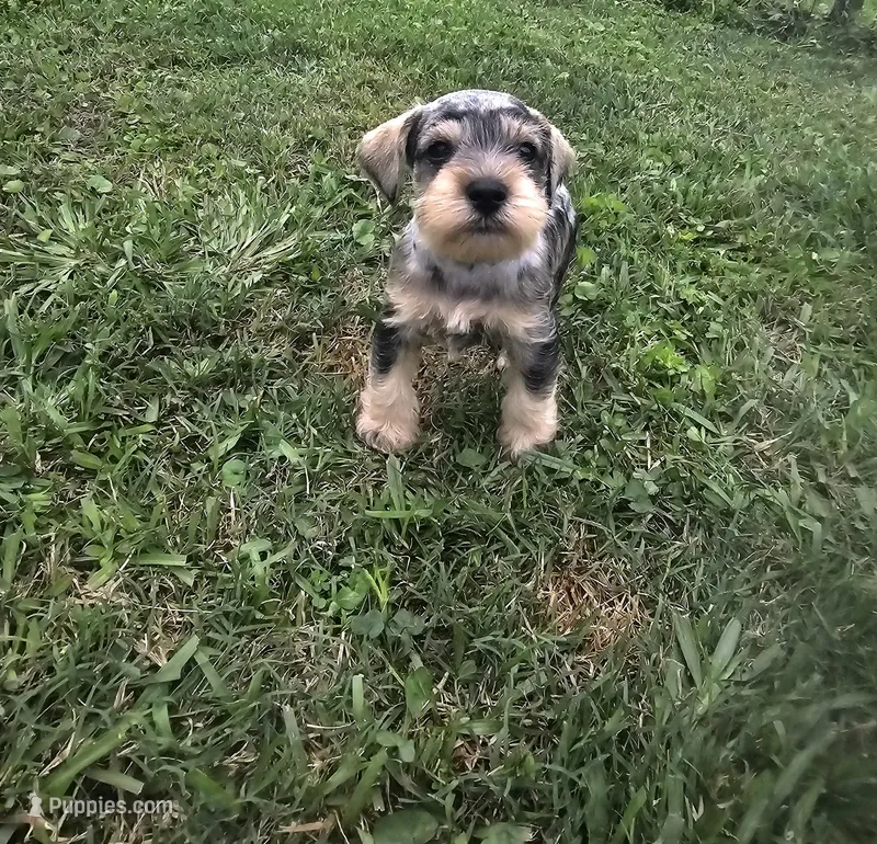 Cadbury – Miniature Schnauzer puppy for sale in Lufkin, TX