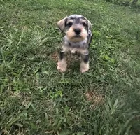 Cadbury, a male Miniature Schnauzer for sale in Lufkin, TX – Photo 1 of 6