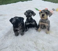 Cadbury, a male Miniature Schnauzer for sale in Lufkin, TX – Photo 6 of 6