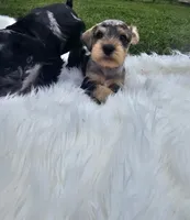 Cadbury, a male Miniature Schnauzer for sale in Lufkin, TX – Photo 4 of 6