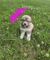 Stella, a female Anatolian Shepherd Dog and Great Pyrenees for sale in Lufkin, TX – Photo 2 of 6