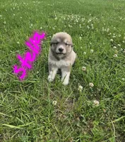 Stella, a female Anatolian Shepherd Dog and Great Pyrenees for sale in Lufkin, TX – Photo 3 of 6