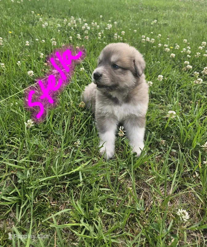 Stella – Anatolian Shepherd Dog, Great Pyrenees puppy for sale in Lufkin, TX
