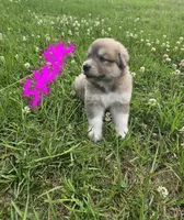 Stella, a female Anatolian Shepherd Dog and Great Pyrenees for sale in Lufkin, TX – Photo 1 of 6
