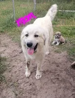 Stella, a female Anatolian Shepherd Dog and Great Pyrenees for sale in Lufkin, TX – Photo 5 of 6
