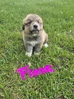 Fiona, a female Anatolian Shepherd Dog and Great Pyrenees for sale in Lufkin, TX – Photo 5 of 7