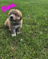 Fiona, a female Anatolian Shepherd Dog and Great Pyrenees for sale in Lufkin, TX – Photo 6 of 7