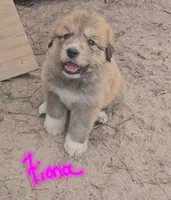 Fiona, a female Anatolian Shepherd Dog and Great Pyrenees for sale in Lufkin, TX – Photo 1 of 7