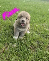 Fiona, a female Anatolian Shepherd Dog and Great Pyrenees for sale in Lufkin, TX – Photo 4 of 7