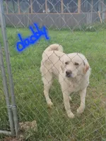 Fiona, a female Anatolian Shepherd Dog and Great Pyrenees for sale in Lufkin, TX – Photo 3 of 7
