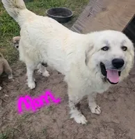 Fiona, a female Anatolian Shepherd Dog and Great Pyrenees for sale in Lufkin, TX – Photo 2 of 7