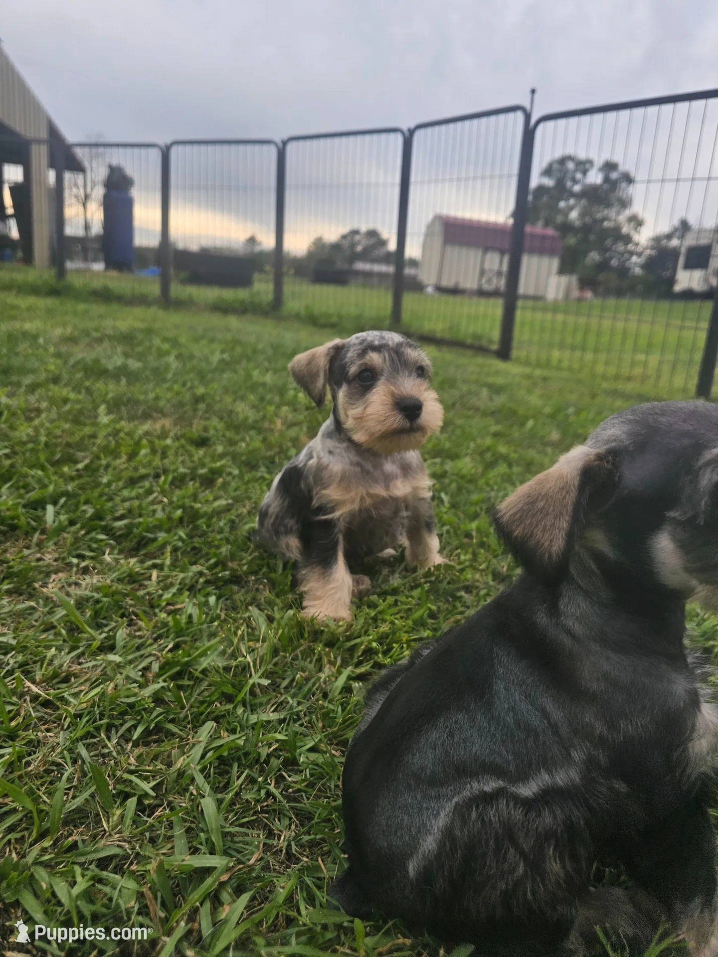 Cadbury – Miniature Schnauzer puppy for sale in Lufkin, TX