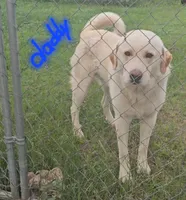 Dora, a female Anatolian Shepherd Dog and Great Pyrenees for sale in Lufkin, TX – Photo 4 of 4