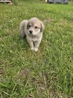 Dora, a female Anatolian Shepherd Dog and Great Pyrenees for sale in Lufkin, TX – Photo 2 of 4