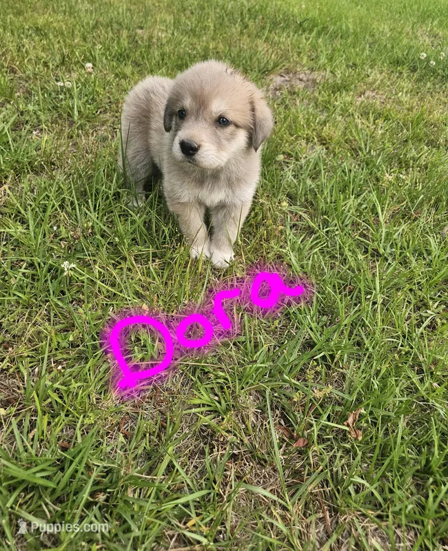 Dora, a female Anatolian Shepherd Dog and Great Pyrenees for sale in Lufkin, TX – Photo 1 of 4