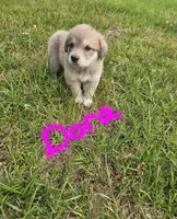 Dora, a female Anatolian Shepherd Dog and Great Pyrenees for sale in Lufkin, TX – Photo 1 of 4