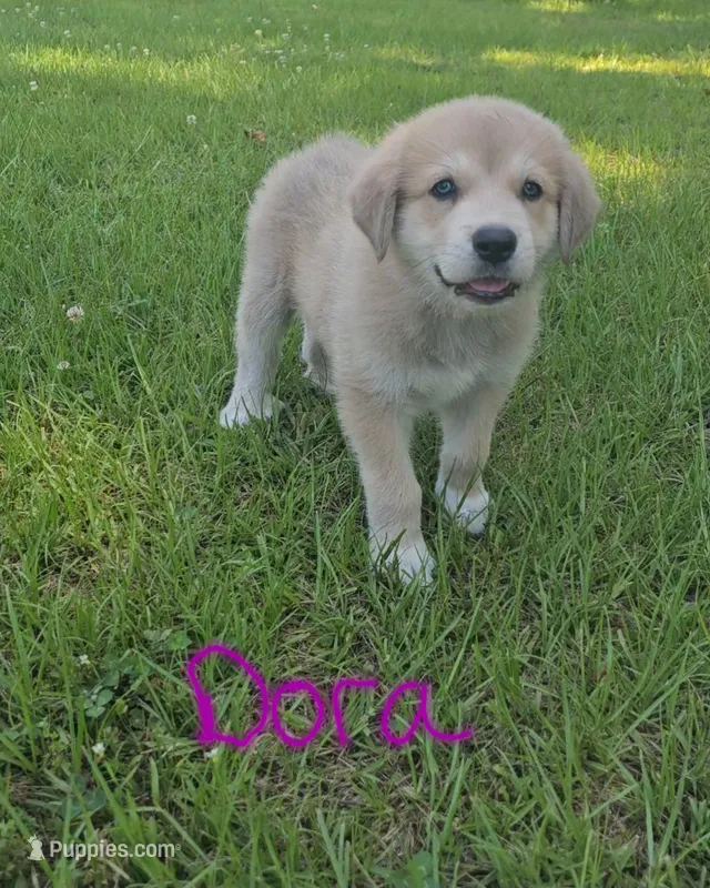 Dora – Anatolian Shepherd Dog, Great Pyrenees puppy for sale in Lufkin, TX