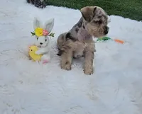 Iris, a female Miniature Schnauzer for sale in Lufkin, TX – Photo 2 of 7