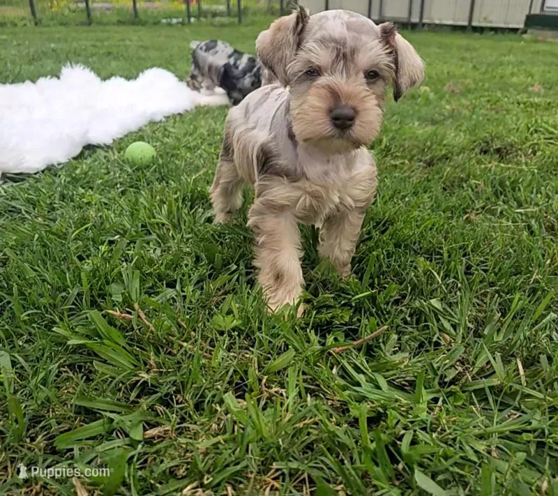 Iris – Miniature Schnauzer puppy for sale in Lufkin, TX