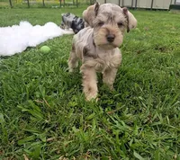 Iris, a female Miniature Schnauzer for sale in Lufkin, TX – Photo 1 of 7