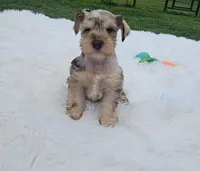 Iris, a female Miniature Schnauzer for sale in Lufkin, TX – Photo 3 of 7