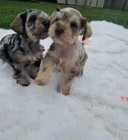 Iris, a female Miniature Schnauzer for sale in Lufkin, TX – Photo 4 of 7