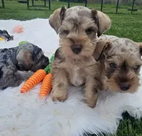 Iris, a female Miniature Schnauzer for sale in Lufkin, TX – Photo 7 of 7