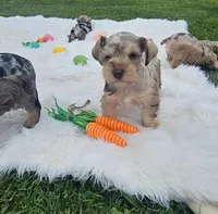 Iris, a female Miniature Schnauzer for sale in Lufkin, TX – Photo 6 of 7