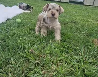 Iris, a female Miniature Schnauzer for sale in Lufkin, TX – Photo 5 of 7