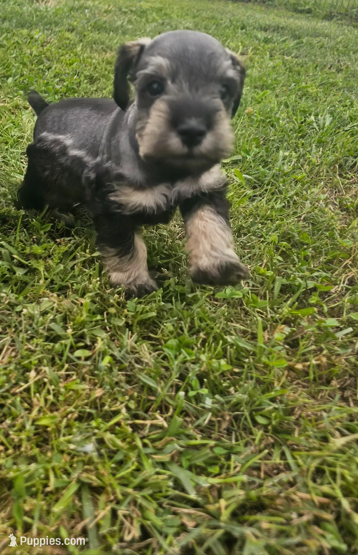 Bean – Miniature Schnauzer puppy for sale in Lufkin, TX