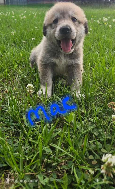 Mac – Anatolian Shepherd Dog, Great Pyrenees puppy for sale in Lufkin, TX