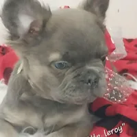 Little Leroy, a male French Bulldog for sale in Colonial Beach, VA – Photo 1 of 2