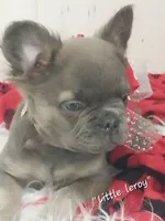 Little Leroy, a male French Bulldog for sale in Colonial Beach, VA – Photo 1 of 2