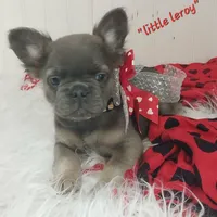 Little Leroy, a male French Bulldog for sale in Colonial Beach, VA – Photo 2 of 2