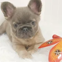 Franco, a male French Bulldog for sale in Colonial Beach, VA – Photo 3 of 5