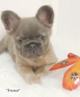 Franco, a male French Bulldog for sale in Colonial Beach, VA – Photo 3 of 5