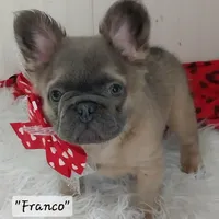 Franco, a male French Bulldog for sale in Colonial Beach, VA – Photo 2 of 5