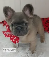 Franco, a male French Bulldog for sale in Colonial Beach, VA – Photo 2 of 5