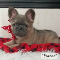 Franco, a male French Bulldog for sale in Colonial Beach, VA – Photo 4 of 5