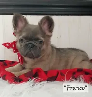 Franco, a male French Bulldog for sale in Colonial Beach, VA – Photo 4 of 5