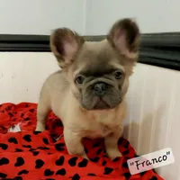 Franco, a male French Bulldog for sale in Colonial Beach, VA – Photo 5 of 5