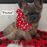 Franco, a male French Bulldog for sale in Colonial Beach, VA – Photo 1 of 5