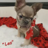 Leo, a male French Bulldog for sale in Colonial Beach, VA – Photo 3 of 3
