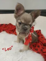 Leo, a male French Bulldog for sale in Colonial Beach, VA – Photo 3 of 3