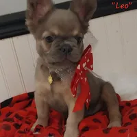 Leo, a male French Bulldog for sale in Colonial Beach, VA – Photo 2 of 3